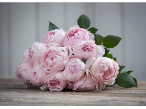 Premium Scented Garden Rose Peony Pink
